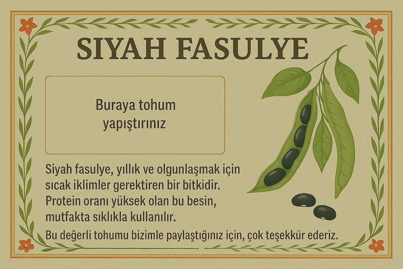 Siyez Buğdayı